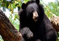 Sariska Tiger Reserve: तालवृक्ष रेंज में छोड़े गए हैं भालू, पर्यटकों को करना होगा और इंतजार